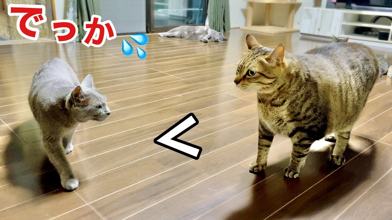 頑張る‼︎ 大きな新入り猫､先住猫たちとの間で奮闘中‼︎