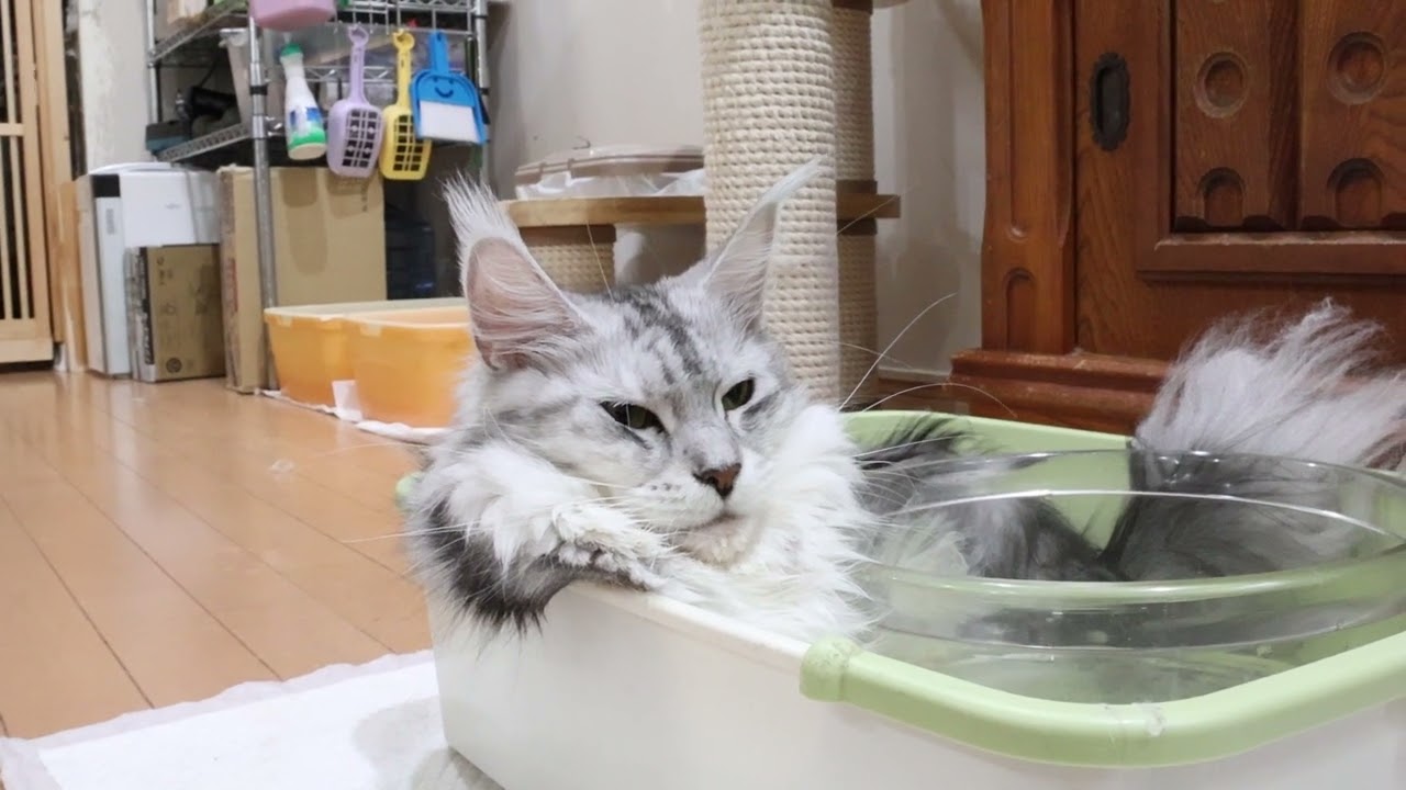 順調に成長メインクーンのひなたさん