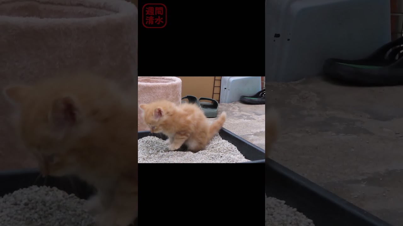 【お利口】トイレを覚えた茶トラの子猫 #shorts potty train my cat 保護猫 可愛い しつけ トレーニング 長毛猫 litter box toilet training.
