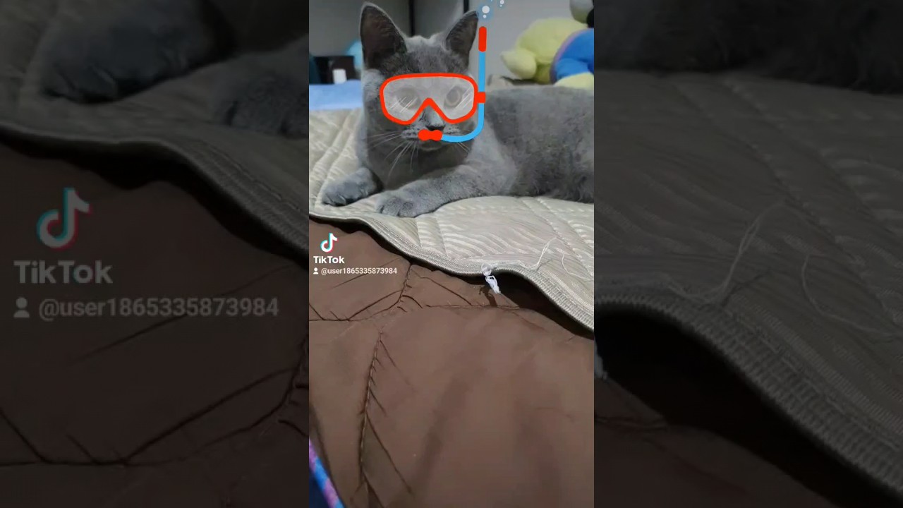 夏を楽しむ猫のシャルトリュー（Chartreux, a cat enjoying summer）