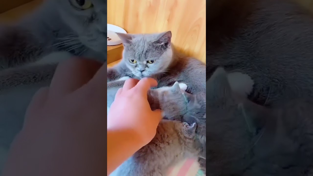 Cute cat baby, brown cat feeding her baby