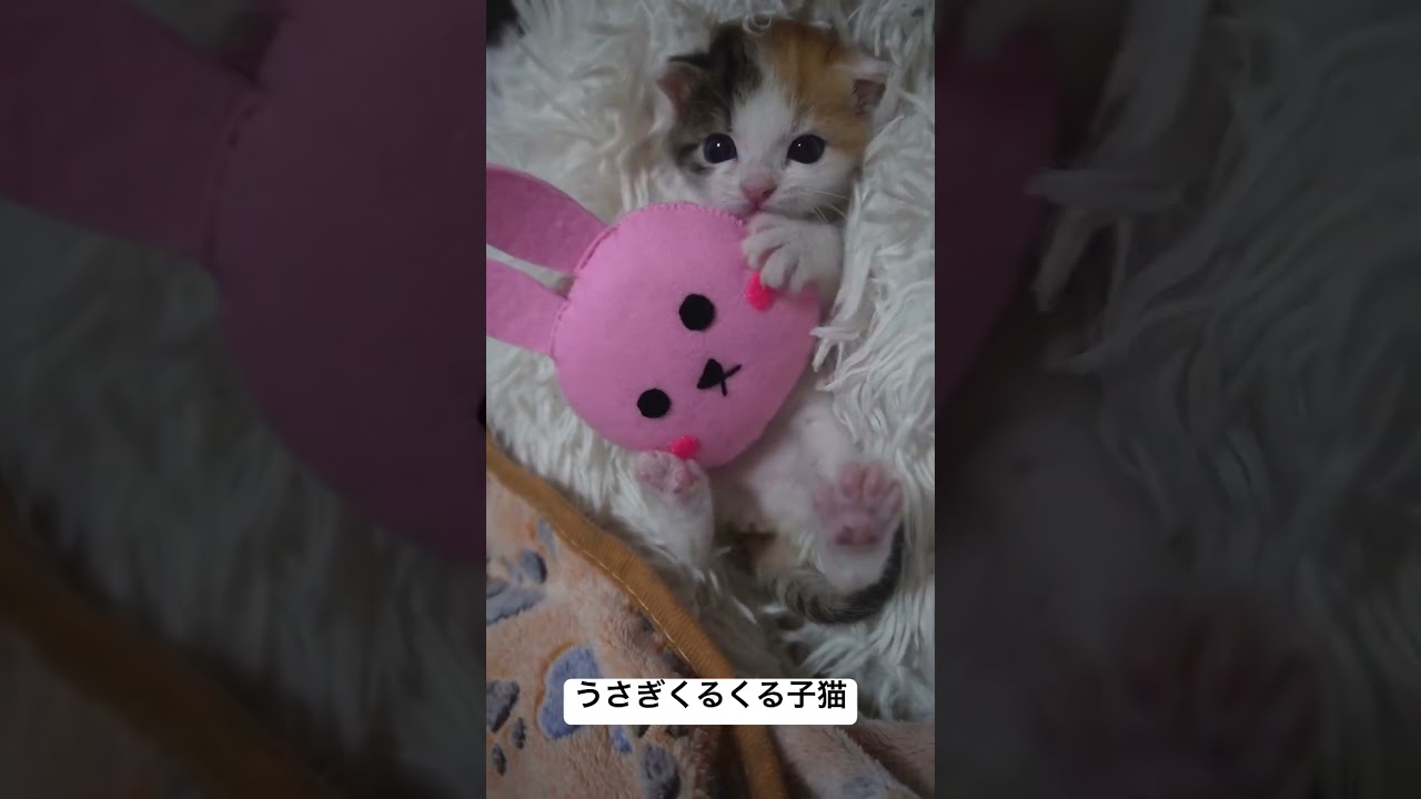 三毛子猫、うさぎさんをクルクル回す #cat #猫 #保護猫 #子猫 #kitten #ねこ #こねこ #animal #babycat #cute #shorts