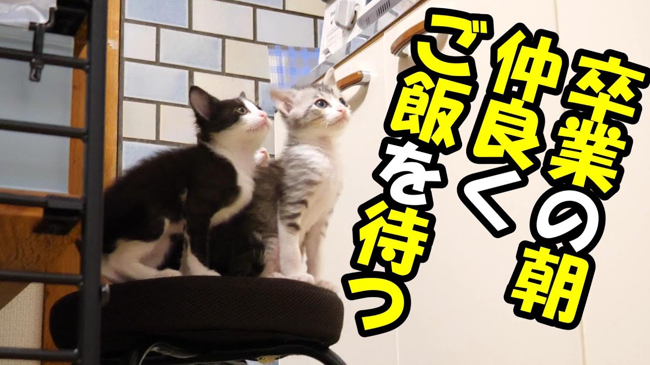 一緒に入れる最後の時間を仲良く過ごす子猫たち【赤ちゃん猫　保護猫】