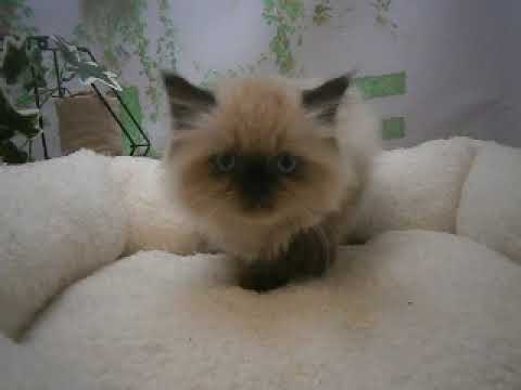 641523 ヒマラヤン