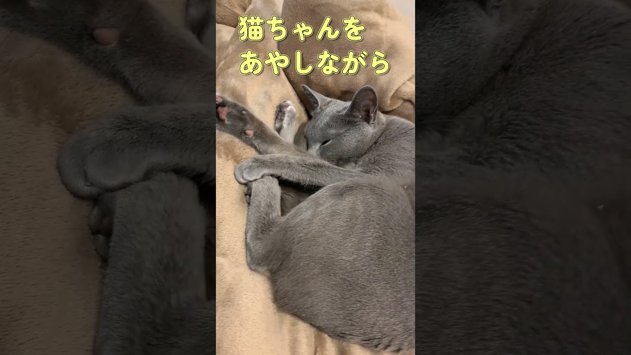 これから爪切りをするよ #しっぽ吸い #ロシアンブルー #爪切り