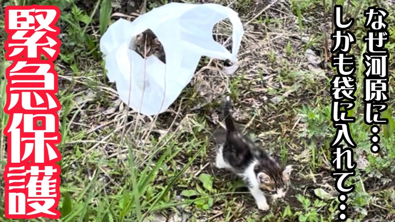 ビニール袋に入れられ遺棄された体調が最悪な子猫を緊急保護しました