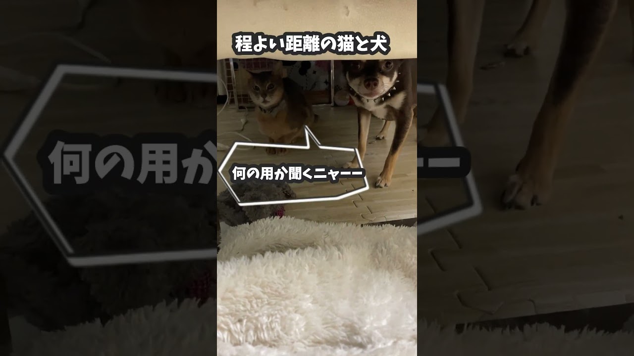 (アビ&チワワ) 程よい距離の猫と犬 #shorts