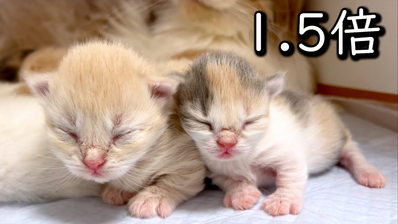 【マンチカンの子猫】1.5倍ほどサイズ感が違う赤ちゃん達の件 ∼猫のいる生活Vol.761~ 出産動画 マンチカン短足・ミヌエット・ペルシャ猫専門ブリーダー『ペット蔵人』【子猫の成長記録】