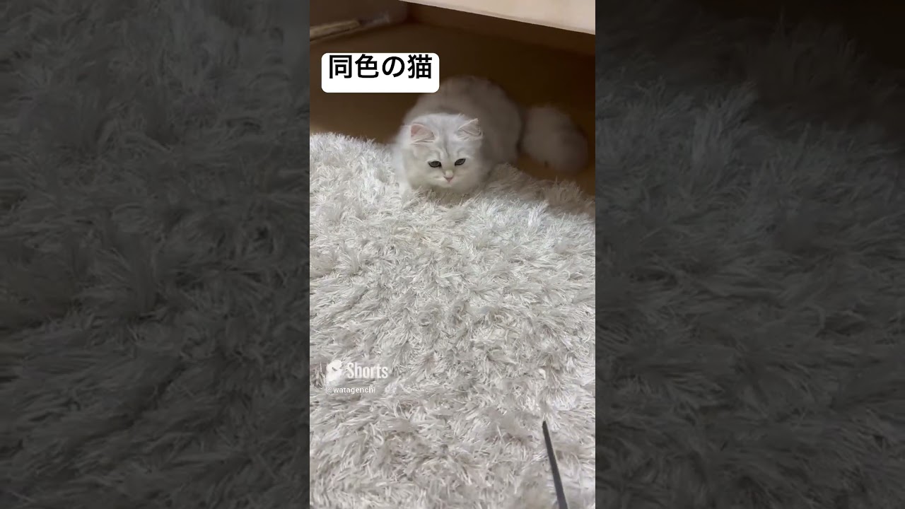カーペットと同色の猫 #funny #cat #ペルシャ猫 #shorts #わたげんち