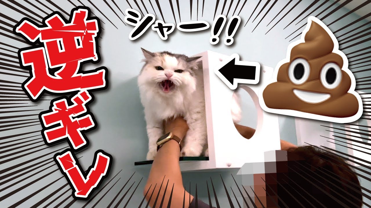 身体中う○こまみれになった猫がシャーシャー言いながら逆ギレしてきました【関西弁でしゃべる猫】