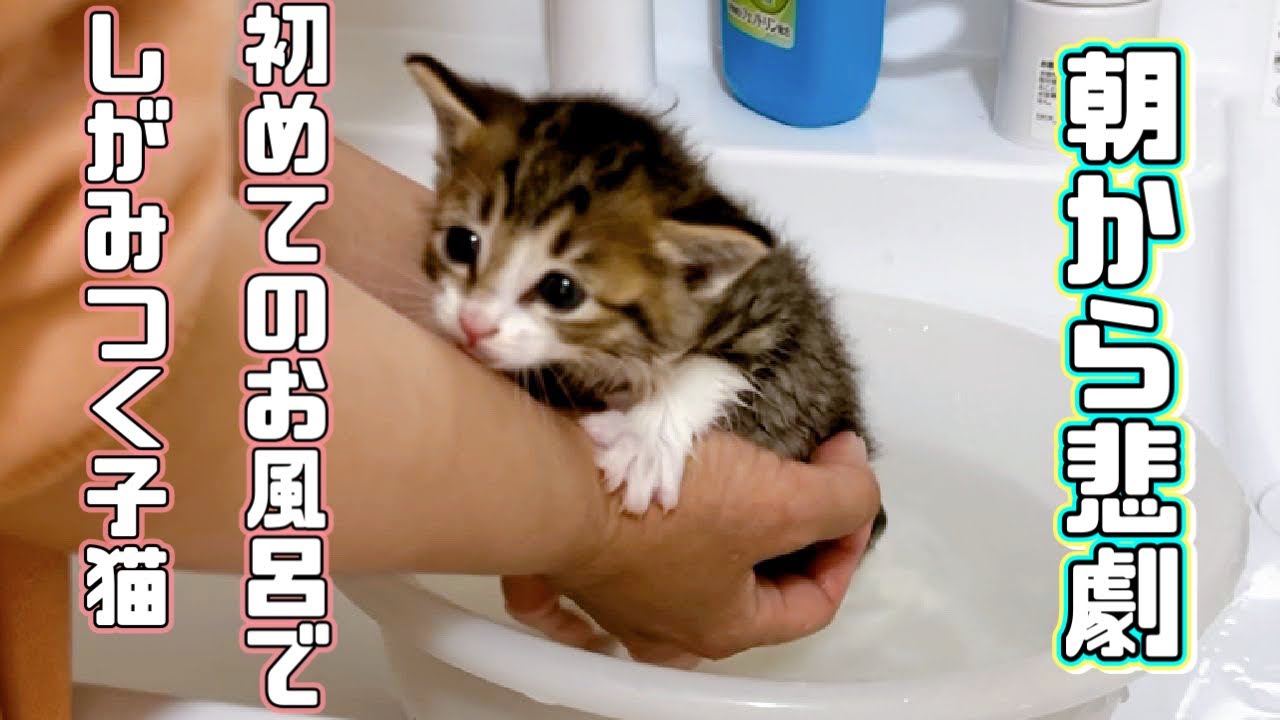 【保護猫】朝から悲劇が、初めてのお風呂でしがみつく子猫