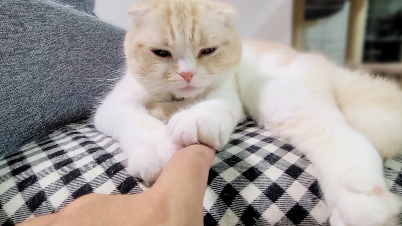 犬の行動を見て自分は猫か人間か分からなくなった猫がこちら