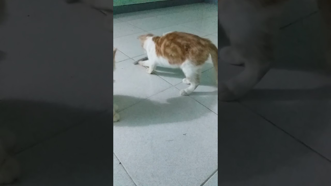 Kucing Kucing Lucu Imut "Wado apa saja dibuat main" @raikastro9903