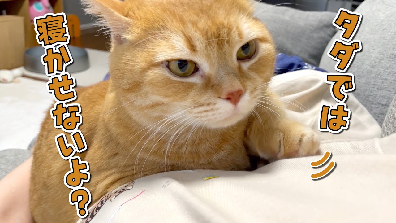 一緒にお昼寝しようとしたら甘えん坊な猫がこうなりました！