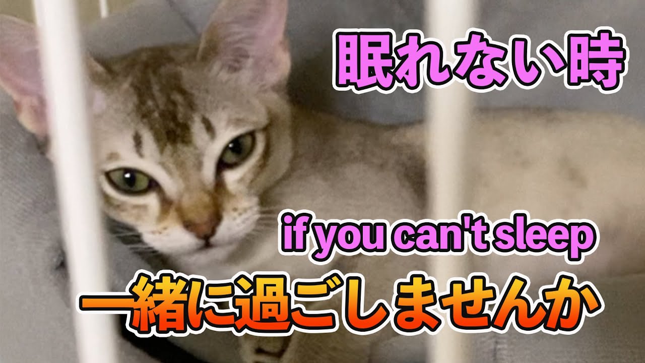 【シンガプーラ】眠れない時に見る猫はコチラです！番外編　This is the cat you see when you can't sleep#子猫 #animals #cat #singapura