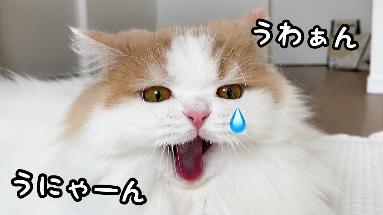 飼い主が居なくなるとうにゃうにゃ泣き叫ぶ猫