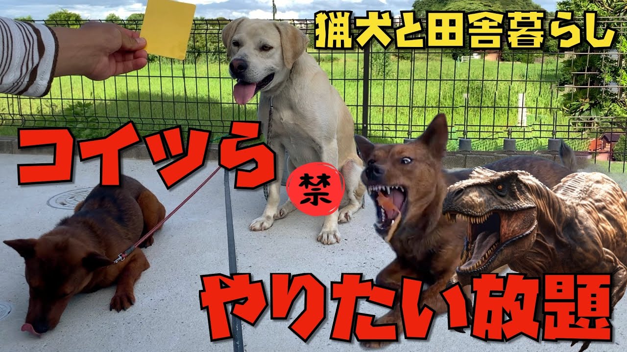 カシンはティンティンでイエローカード、リキはマイペースでスフィンクス拝みスタイル、アスカは恐竜のような怖い顔。猟犬３兄妹の３者３様が楽しめるセンチメンタル・ジャーキー