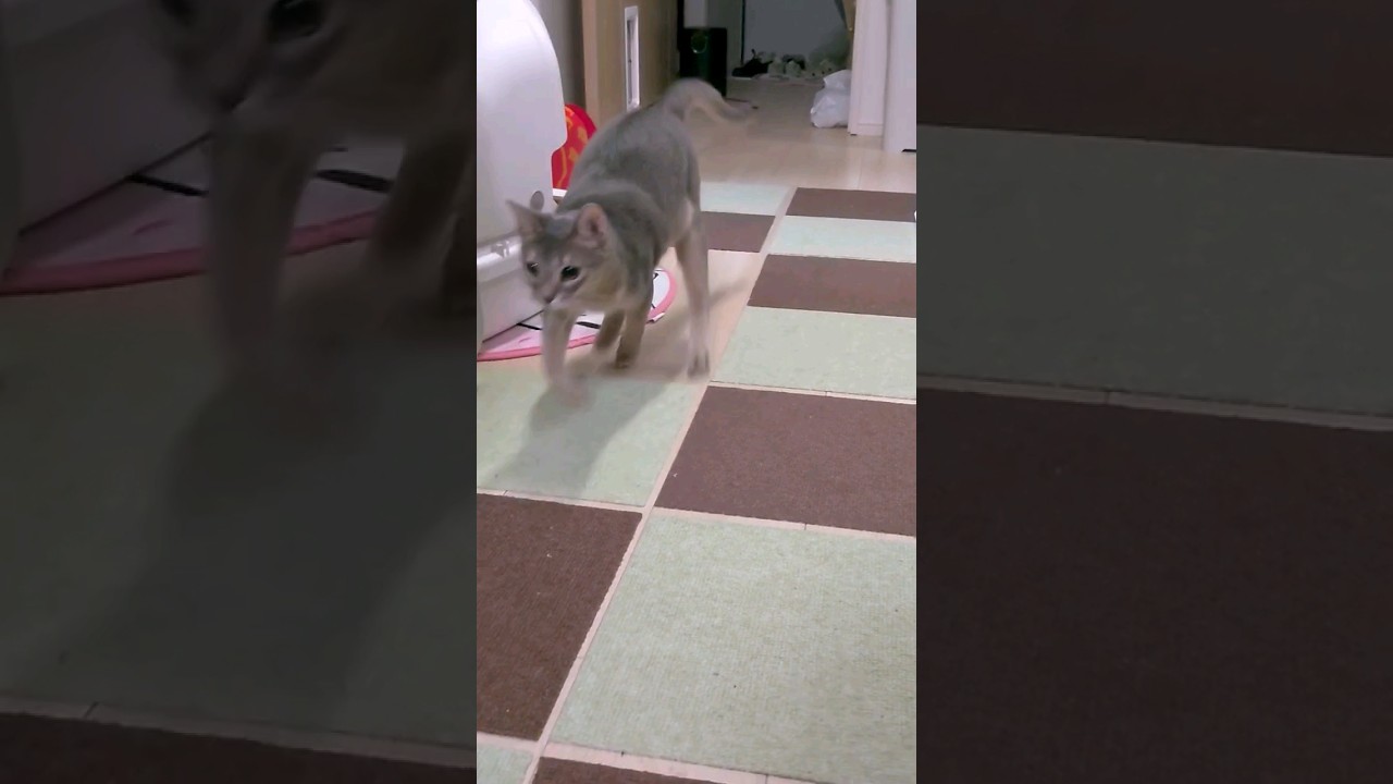 猫のイリュージョン！#猫 #かわいい #アビシニアン