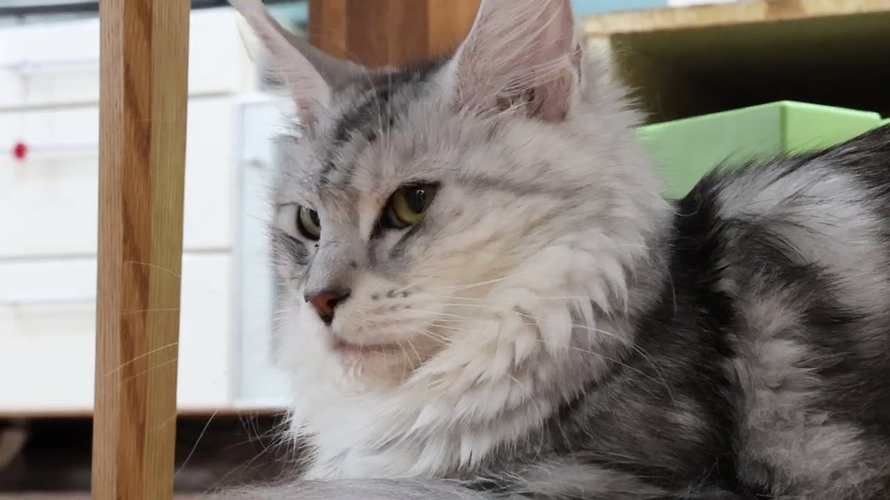 順調に成長メインクーンのひなたさん