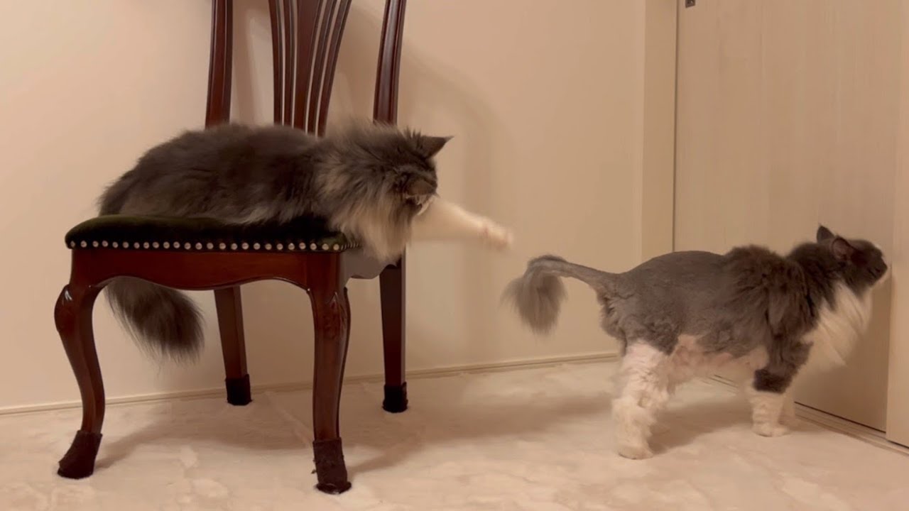 【撮影会✨】可愛く写真を撮って欲しい、ノルウェージャンフォレストキャット♡