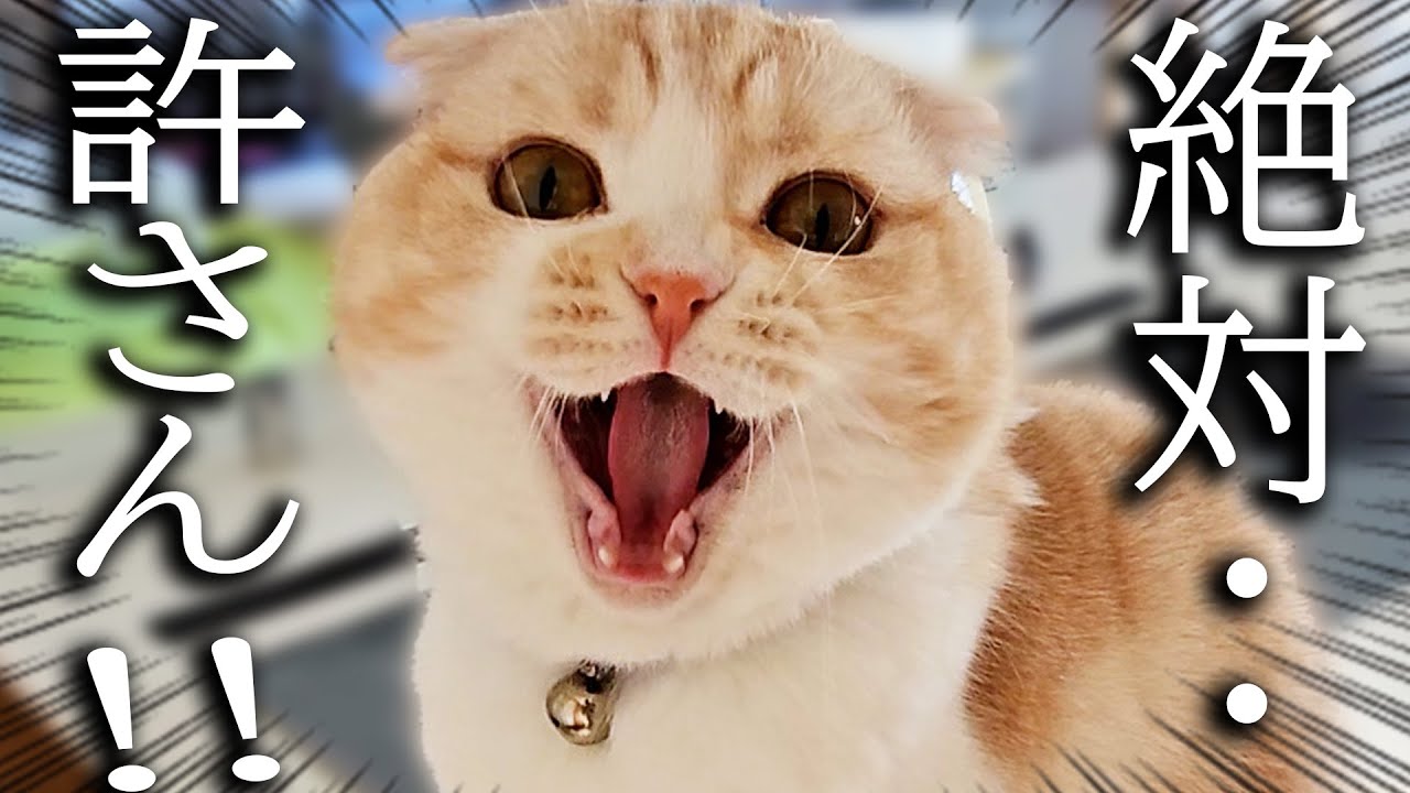 犬が猫のしっぽを踏んでしまったら怒ってこうなっちゃいました…