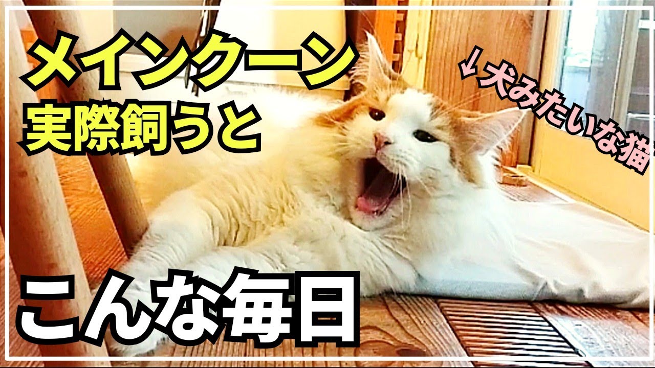 大型猫の日常ってこんな感じ！全然鳴かない猫【メインクーン】