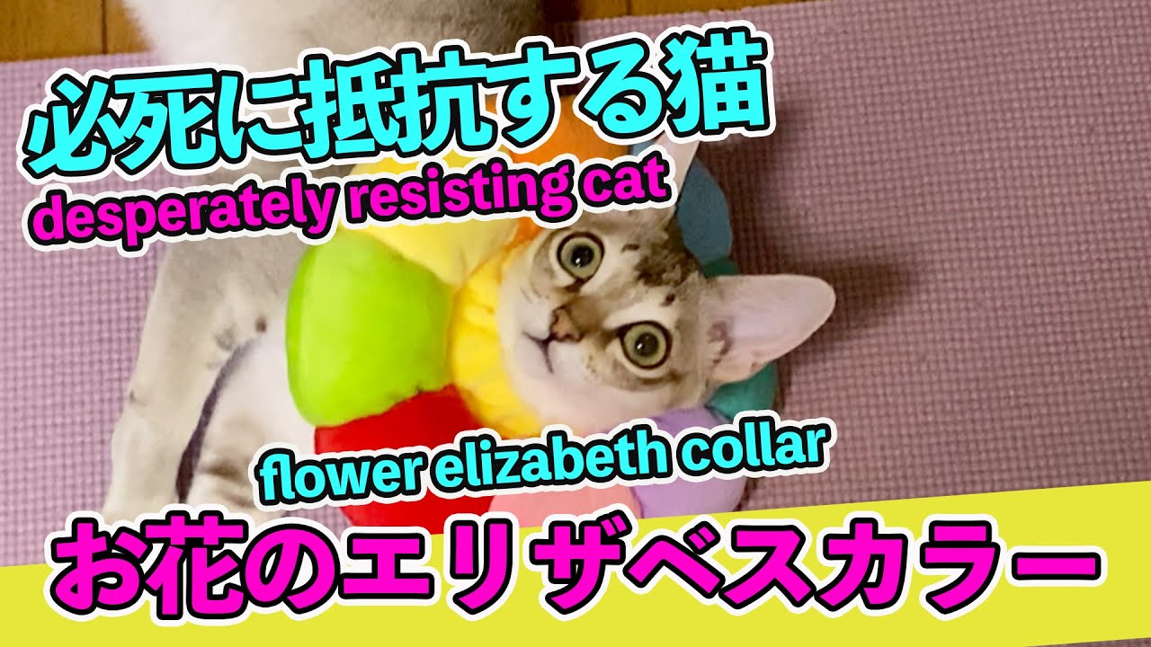 【シンガプーラ】必死に抵抗する猫です＃シンガプーラ#animals #cat #pets #kitten #子猫 #猫 #rainbow