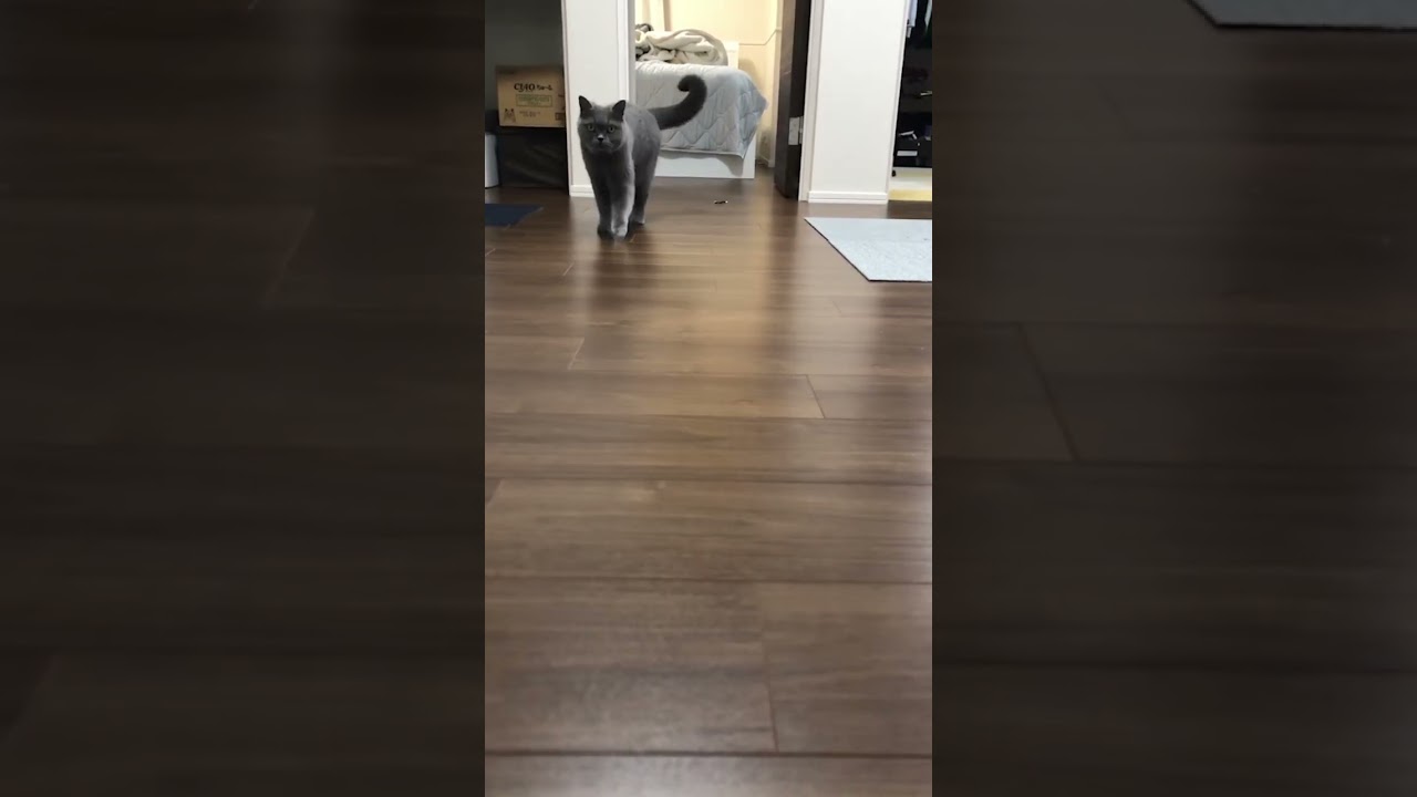 【猫】 #猫 #ブリティッシュショートヘア #cat #cute 忍び寄るししゃもさん