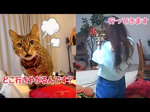 旅行出発の朝から猫にバレバレで足止めされてしまいます