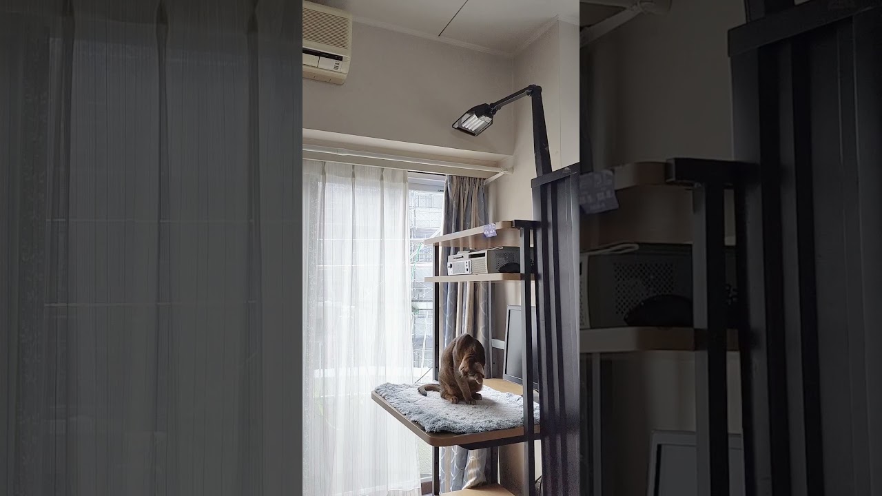 ネコ動画あび＃1746　#shorts　あびの毎日　アビシニアン　あび