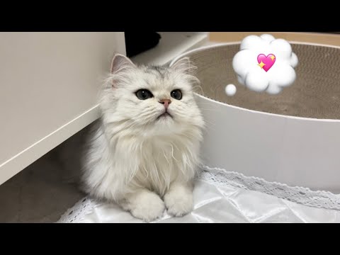 【ペルシャ猫】もふもふ日本代表🇯🇵