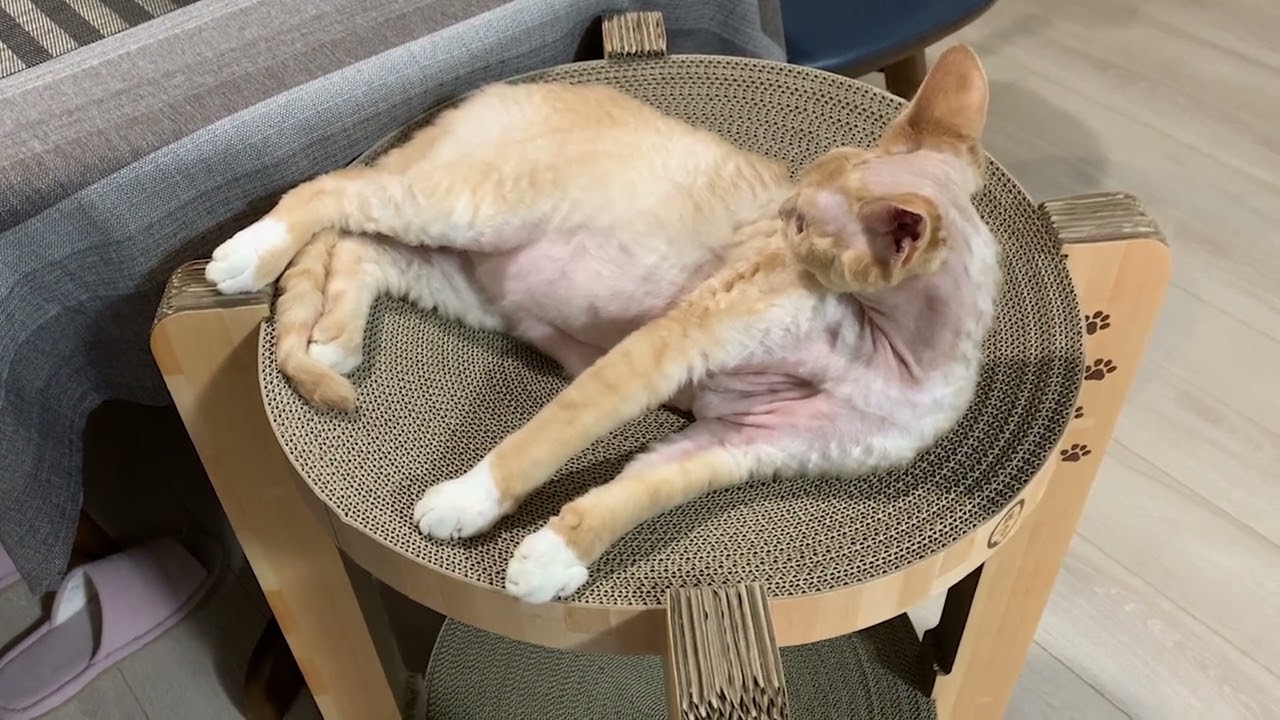 2階建爪研ぎでのびのびするデボンレックス猫(Devon Rex cat relaxing on the new cat scratcher)
