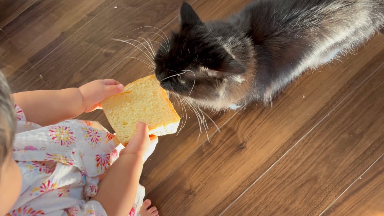 赤ちゃんが持っていたパンを遠慮なくかじる猫　ラガマフィン　Cat eating bread that baby had