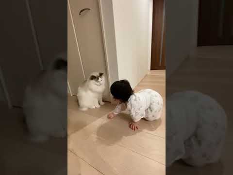 猫に「こんばんは！」する赤ちゃん【#shorts 】
