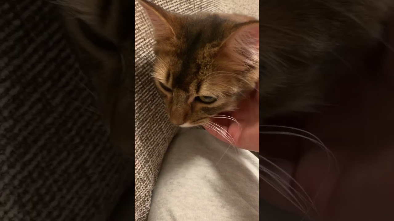 目を細くして喜ぶ猫 #ソマリ #いやしねこ #甘えん坊の猫