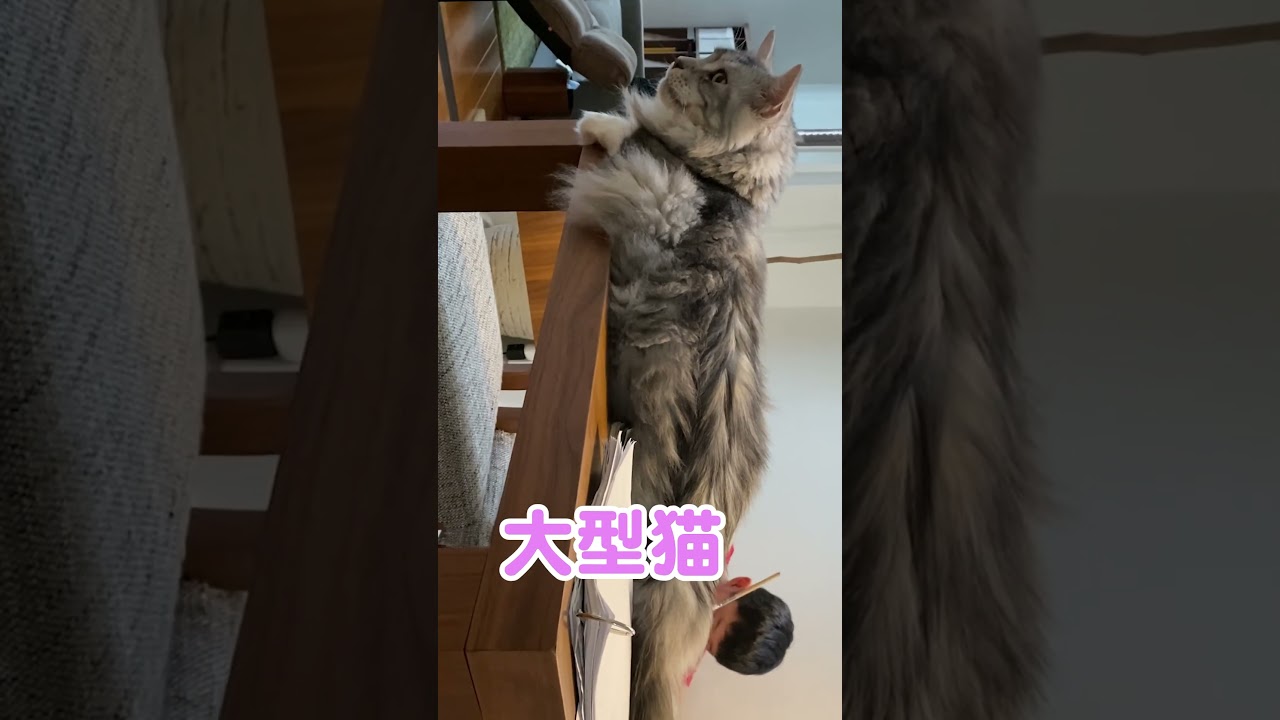 9キロの大型猫も小さい頃があった #メインクーンのオス #大型猫 #shorts