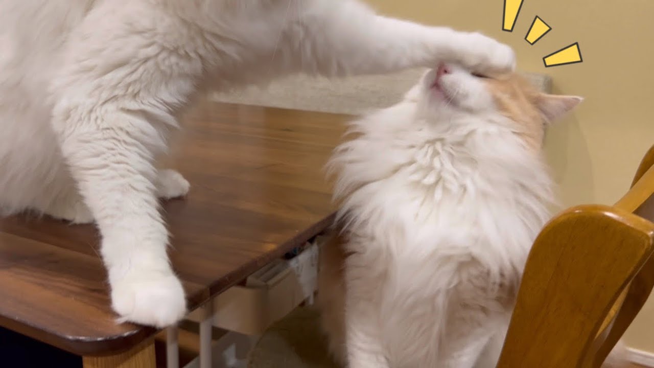 【日常✨】ママを待ち続けるもふ猫たちwwwターキッシュアンゴラとノルウェージャンフォレストキャット