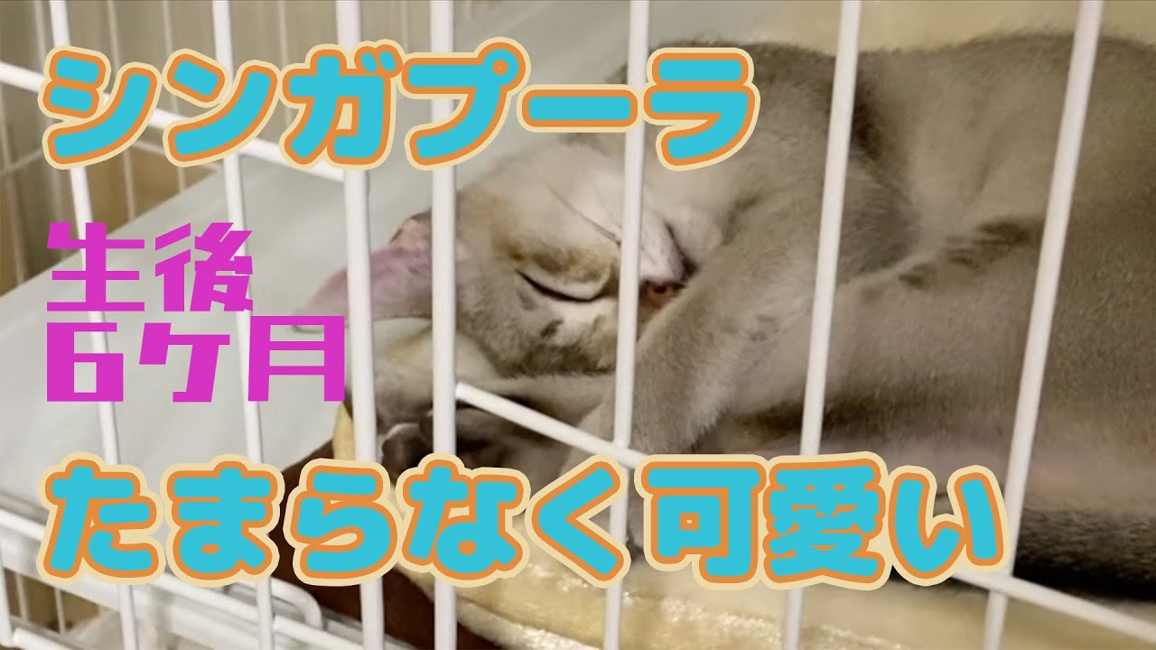 寝顔が可愛いすぎる【シンガプーラ】セラ社長