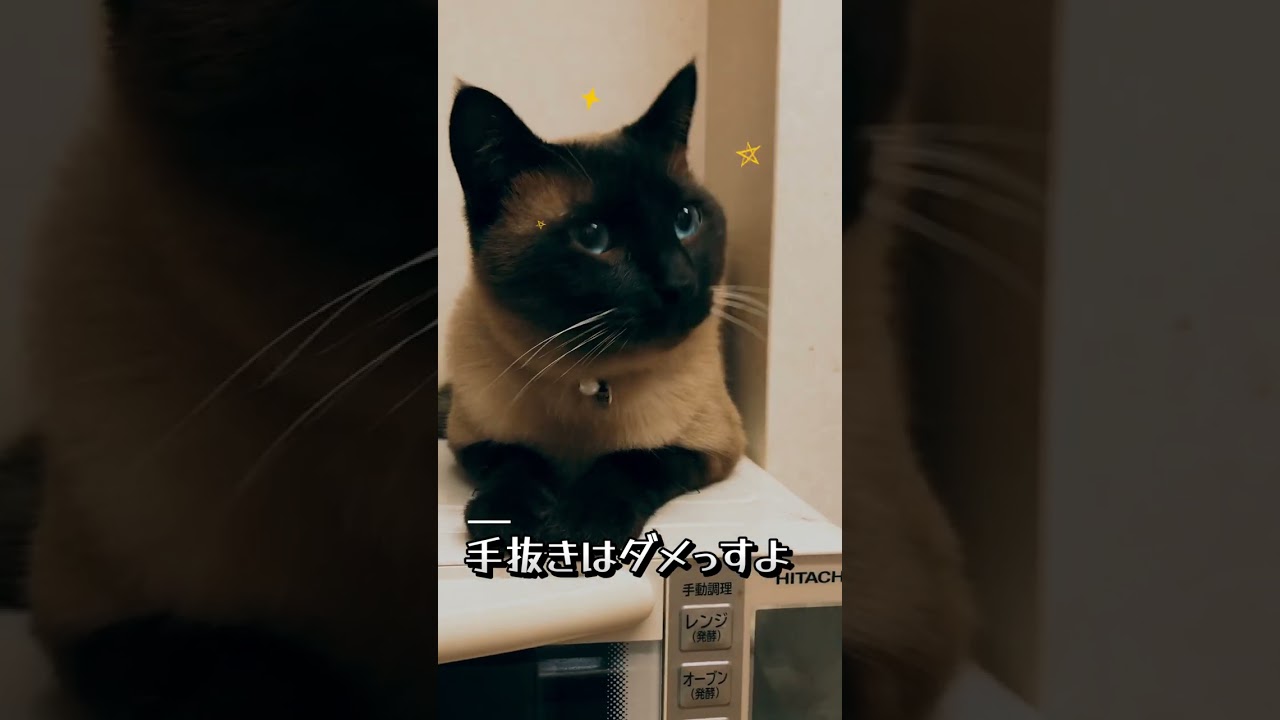 CS65洗い物のチェックをする猫 #猫動画 #シャム猫ミックス