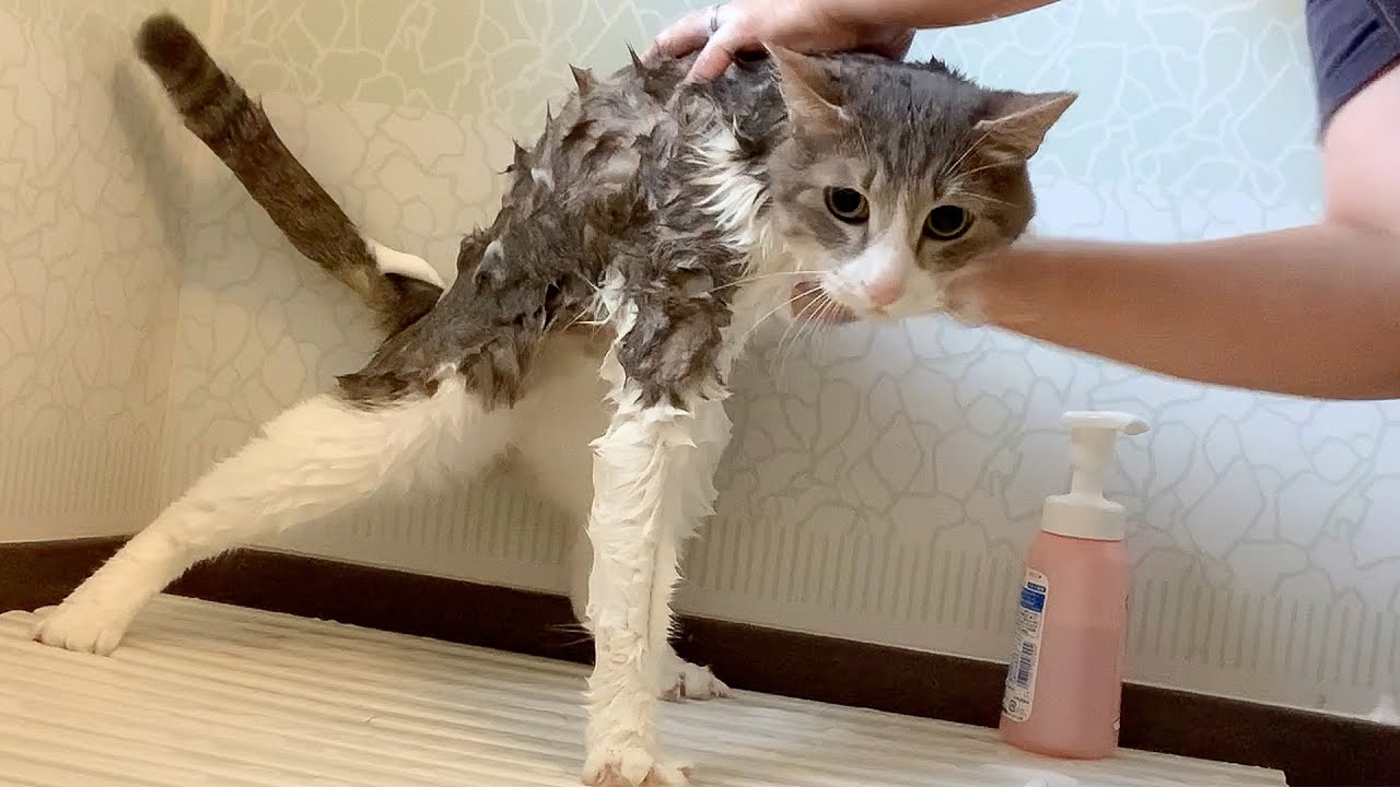 普段クールでかっこいい猫をお風呂に入れたら悲しい姿になって泣いちゃいました…