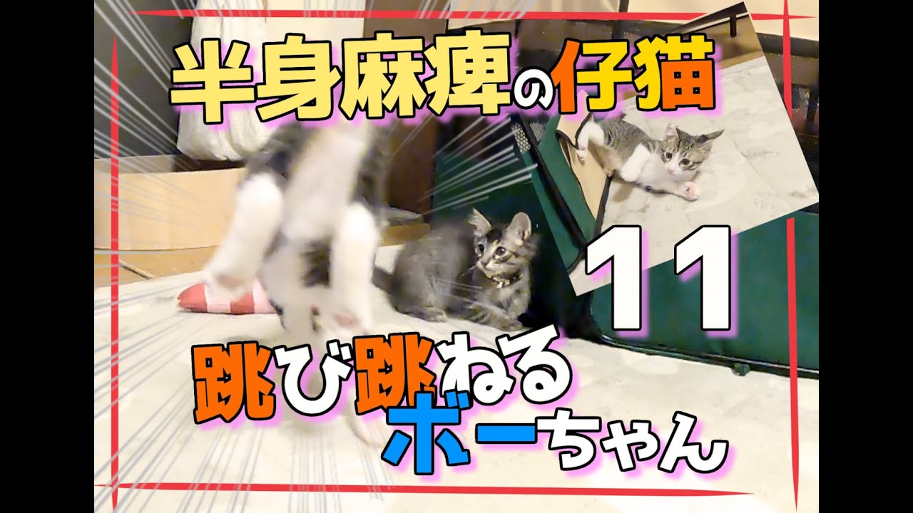 【畑に捨てられた子猫のその後】ボーちゃんが歩けるようになるまでの軌跡１１