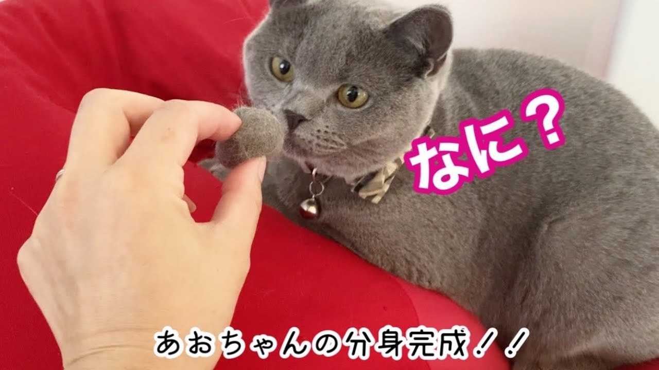 自分の分身の吸収を試みる猫がかわいい【ブリティッシュショートヘア】