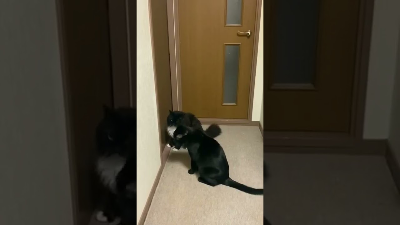 出待ち。#cats #shorts #short #猫 #セルカークレックス #blackcat #ねこ #caturday