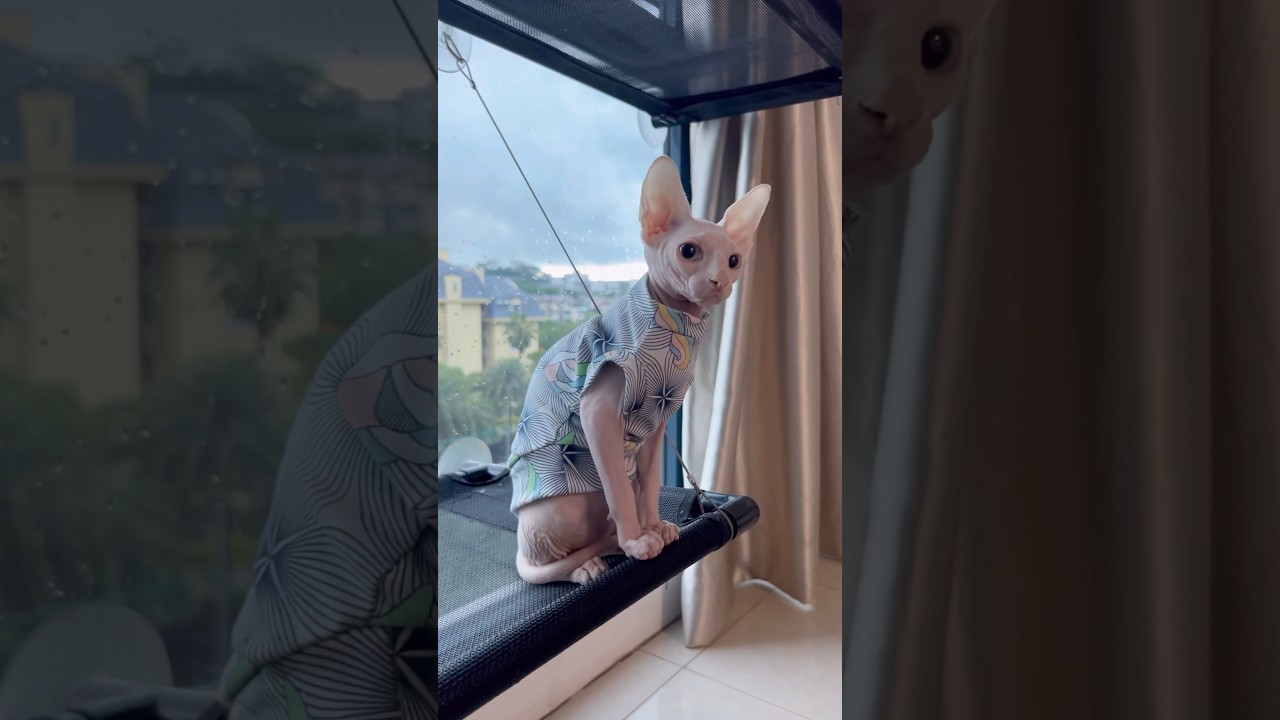 毛のない子猫の動きが可愛すぎる【スフィンクス猫】