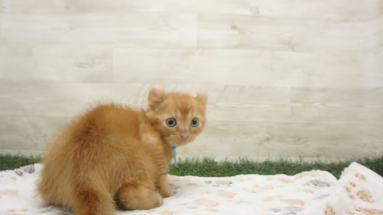 Coo&RIKU　No00638808 アメリカンカール