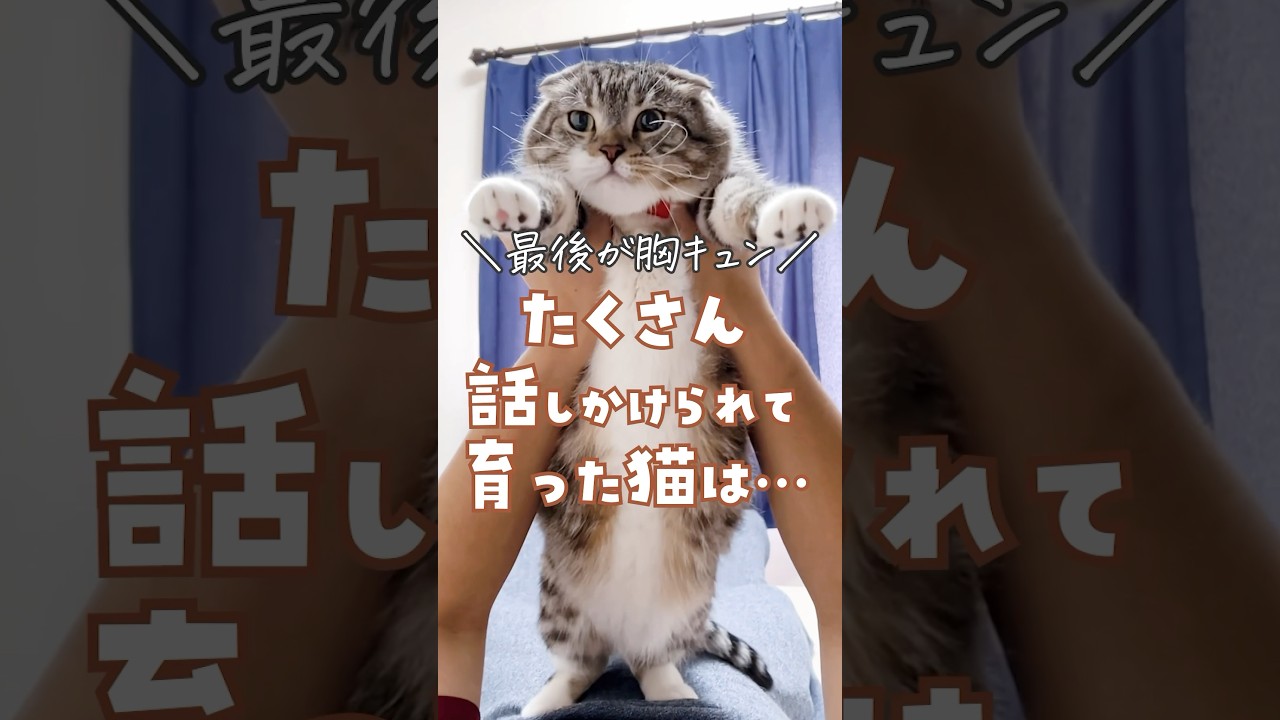 たくさん話しかけられて育った猫はこうなります🐈💓 あなたの猫はどう？ #猫 #猫のいる暮らし