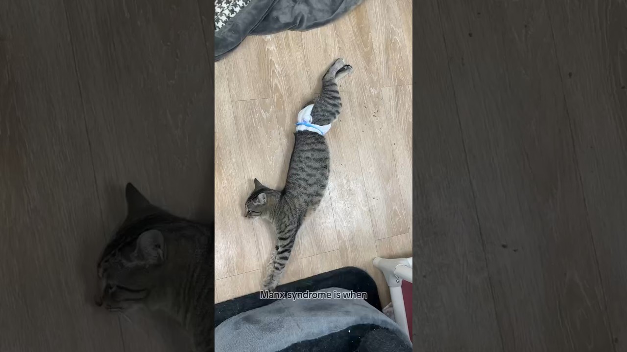 Cecily Explains: Manx Syndrome #manxsyndrome #tabbycat  #tabby #diapercat #princesscecilycc