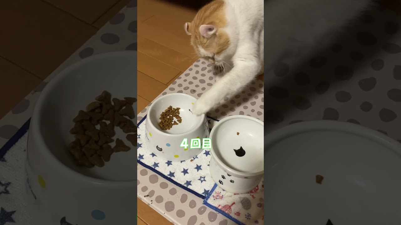 餌を掻き出して食べる(笑) #shorts  #猫 #アメリカンカール #cat