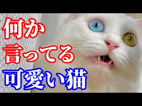 猫が窓辺でのんびりしてると思ったら違う感じ?!