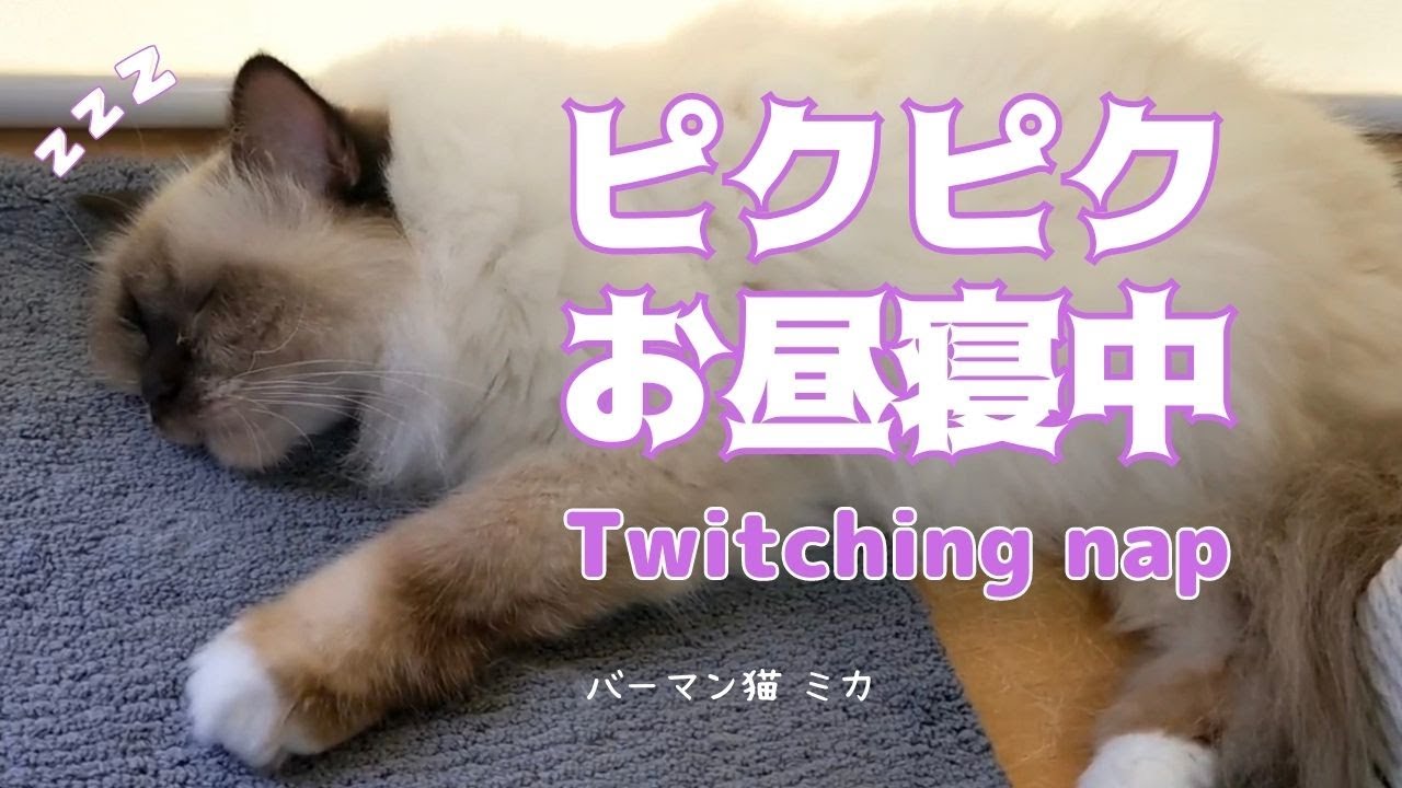 バーマン猫ミカ【ピクピクお昼寝中】Twitching nap（バーマン猫）Birman/Cat